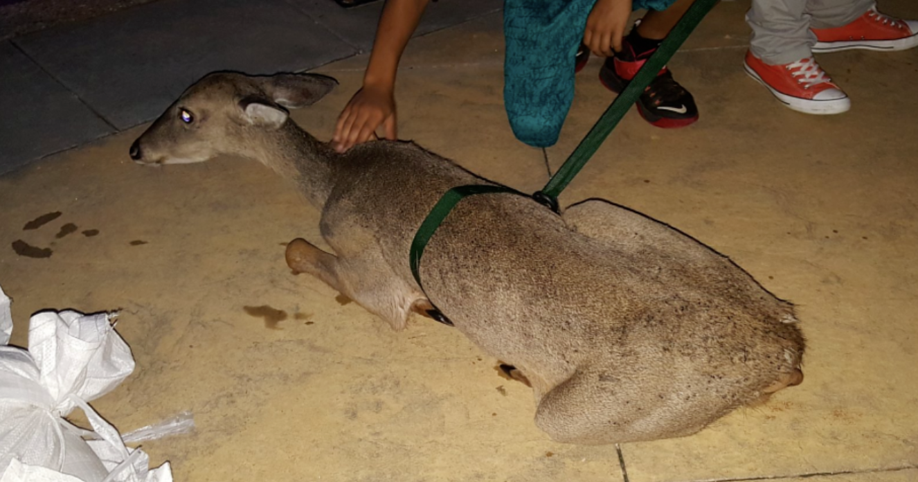 Deer is rescued from the water by alert bystanders