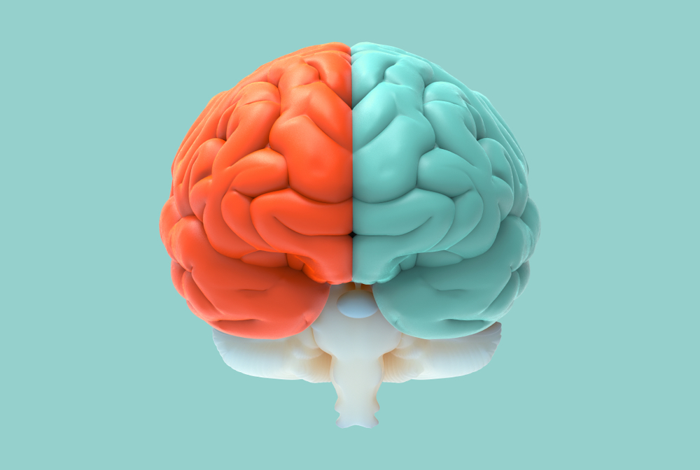 Why your brain is greedy