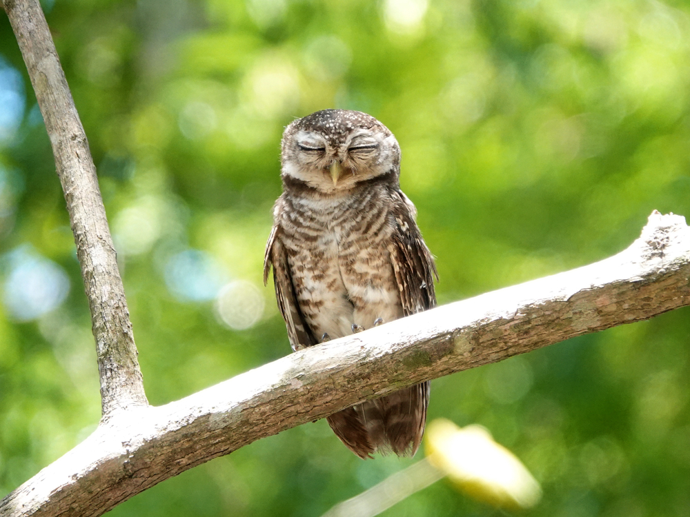 How can birds hold branches while sleeping?