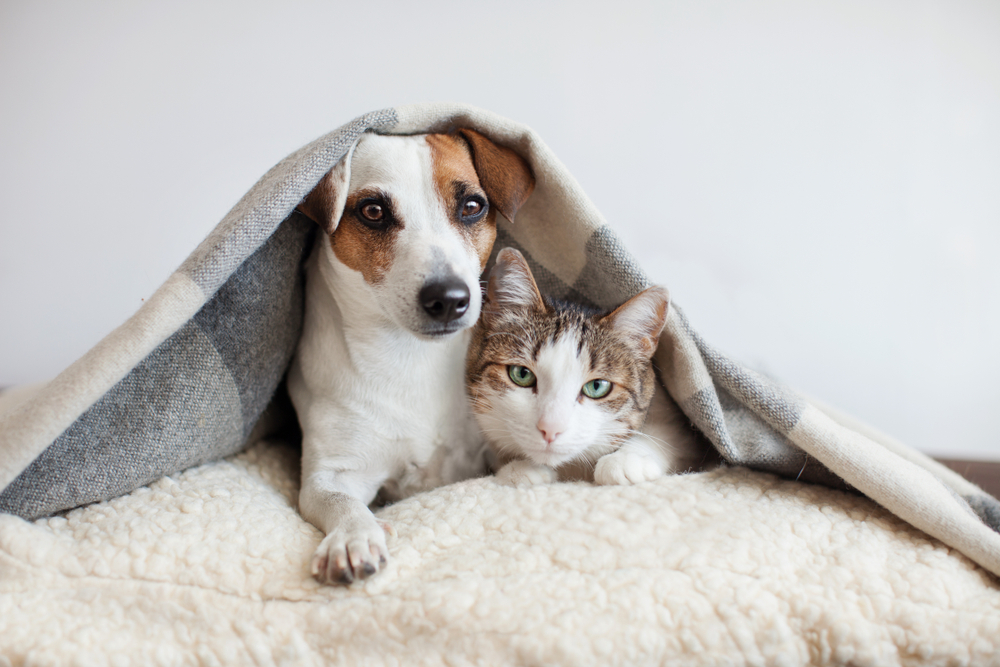 New Zealand now has more pets than people