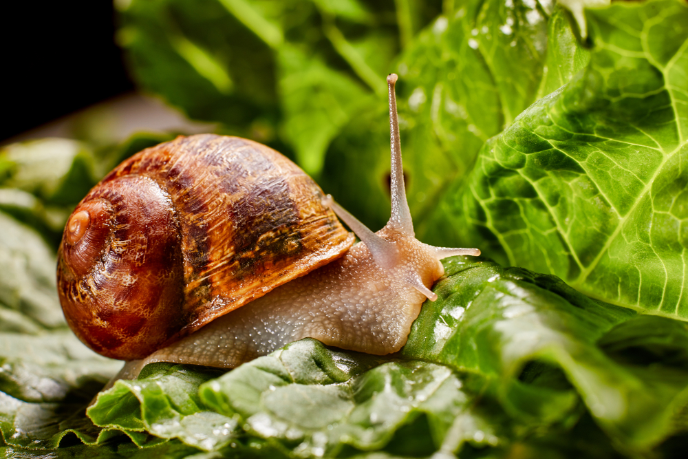 The smallest snail has been discovered