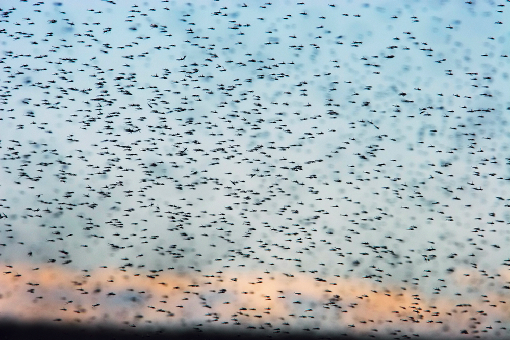 Insect Swarms Found to Generate Electric Charge Similar to Storm Clouds, Revolutionizing Our Understanding of the Atmosphere