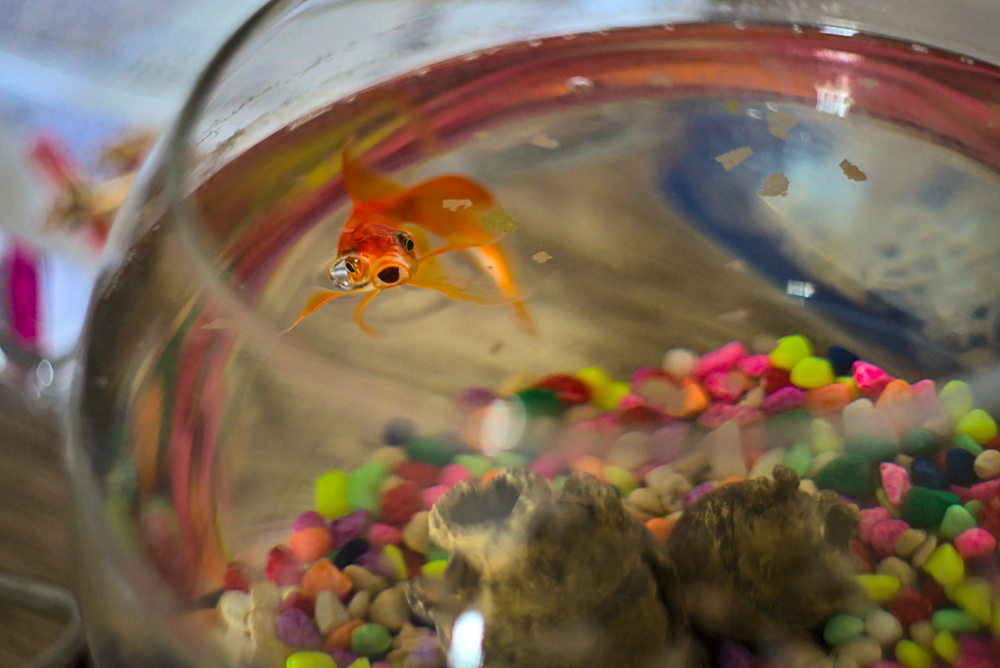 How to make a goldfish grow faster?