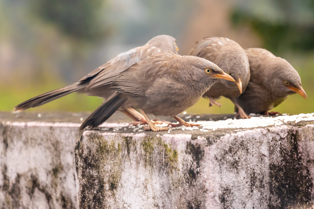 Do birds die if they eat rice?