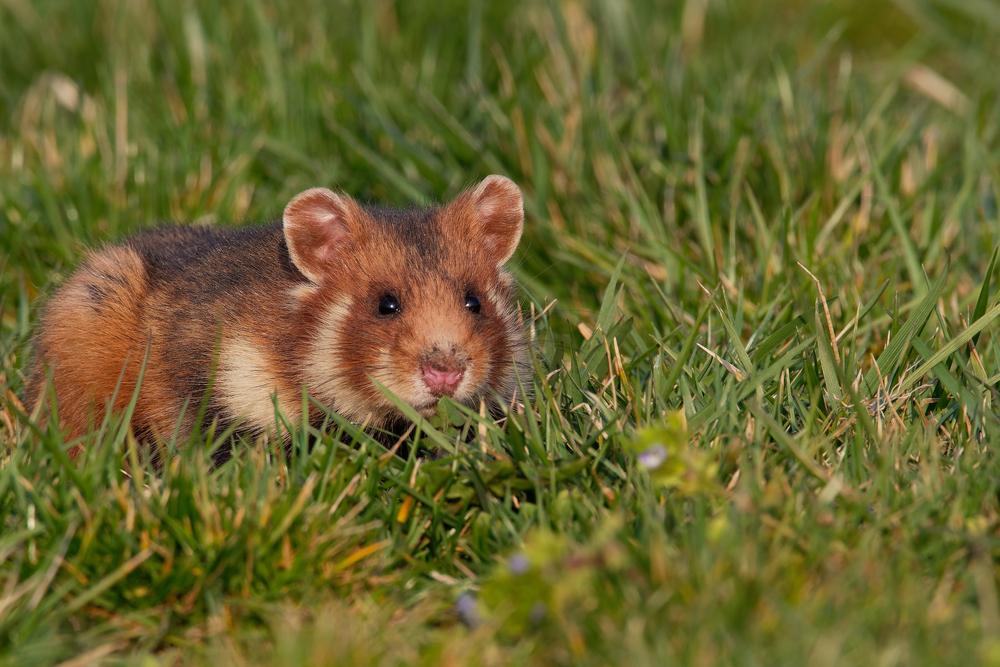 Are hamsters cannibals?