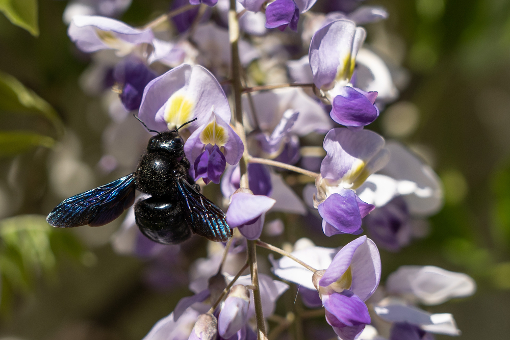 Bee believed extinct now discovered