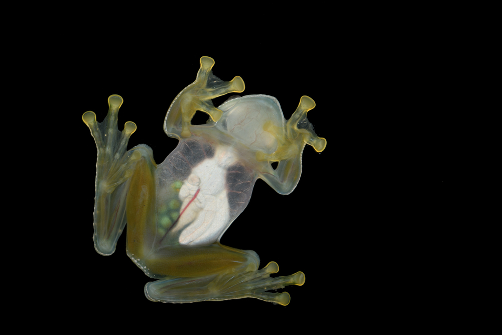 Discovering the Wonders of Glass Frogs: From Transparent Skin to Vital Contributions to Science
