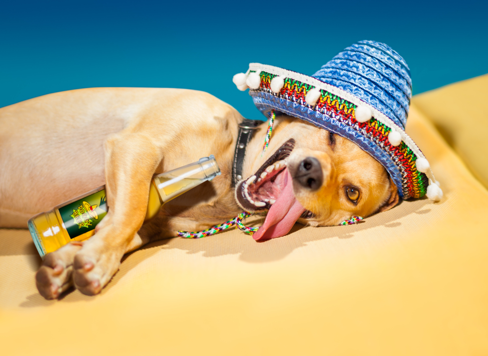 These animals like to get drunk
