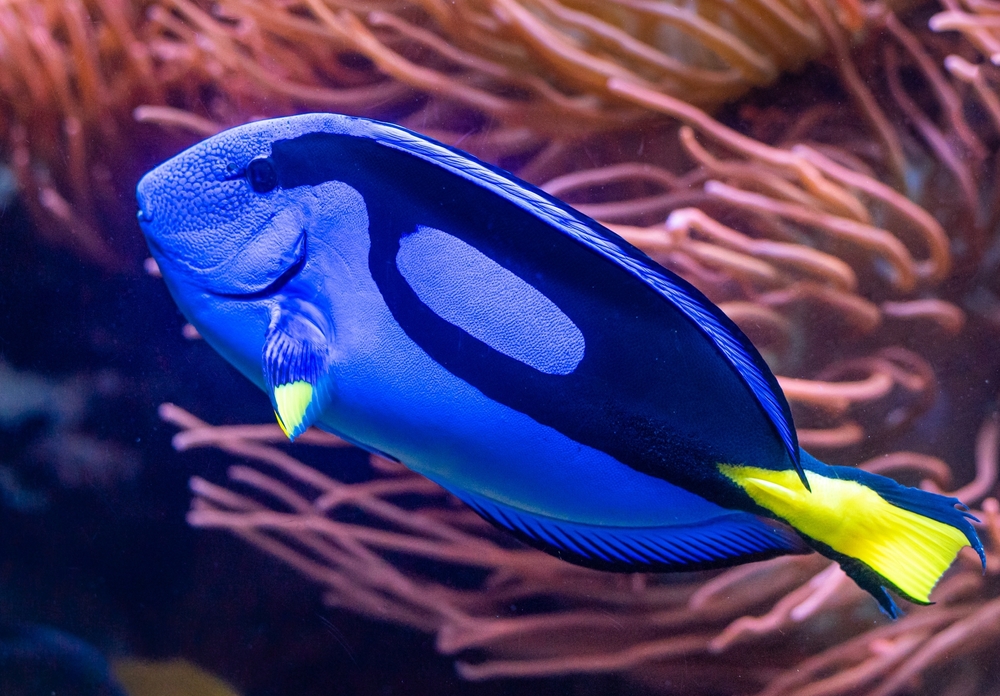 The true identity of Dory?