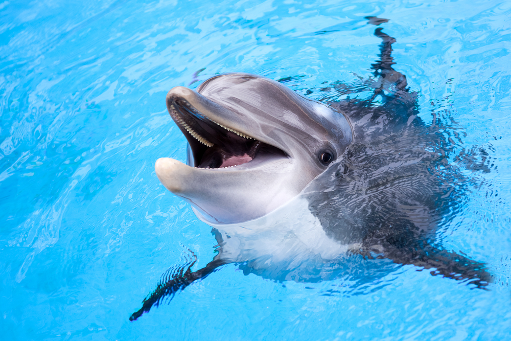 New discovery proves that dolphins have names