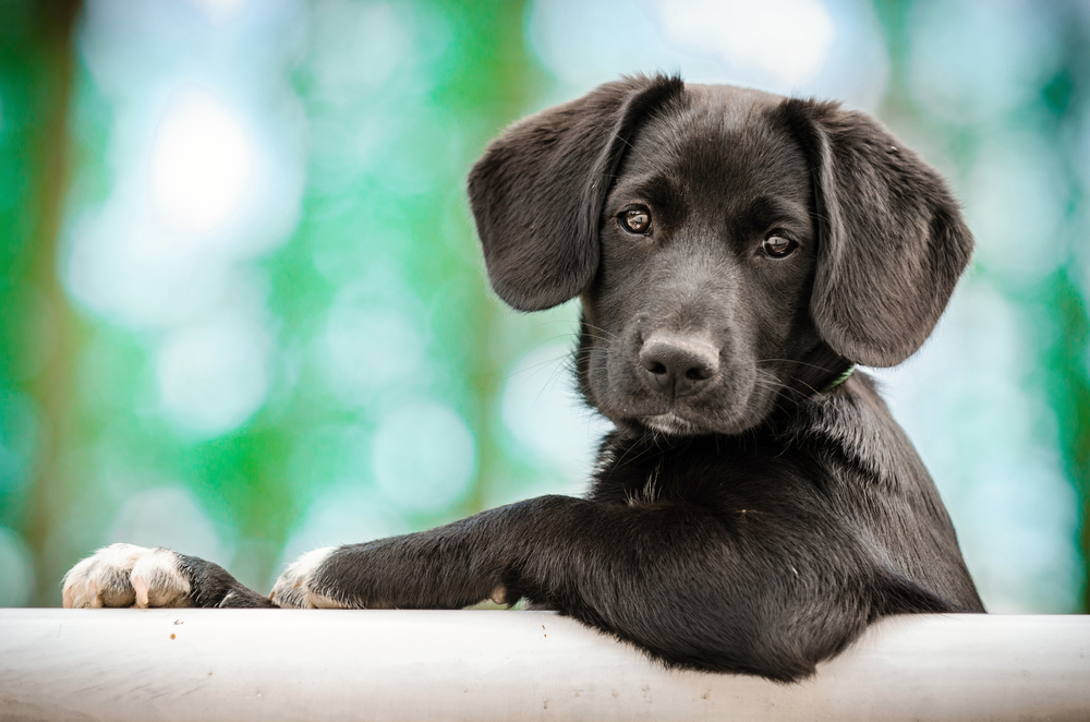 Dog years don’t correspond perfectly to human years