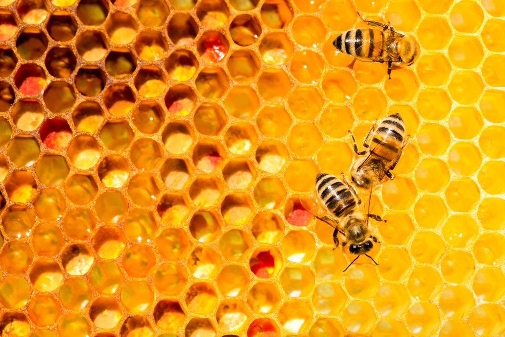 Is It True That Honey Is Bee Vomit?