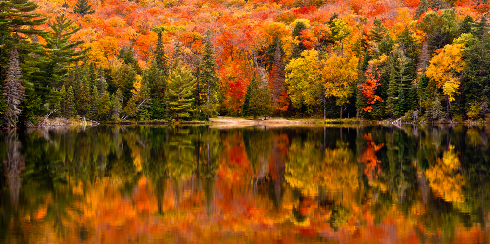 The incredible forests of Canada