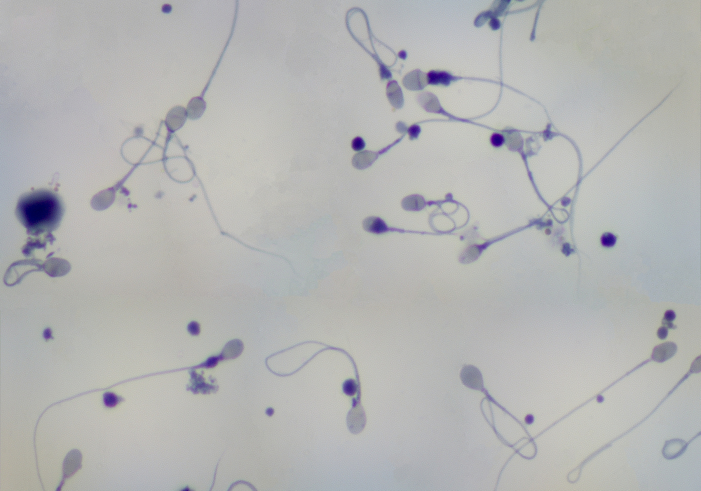 Cooperative Sperm Outperform Loners in the Mating Race
